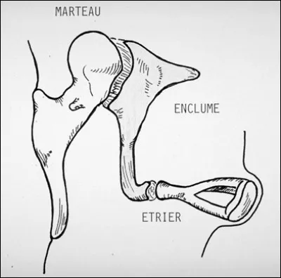 Quelle est la longueur moyenne du marteau, petit os situé dans l'oreille ?