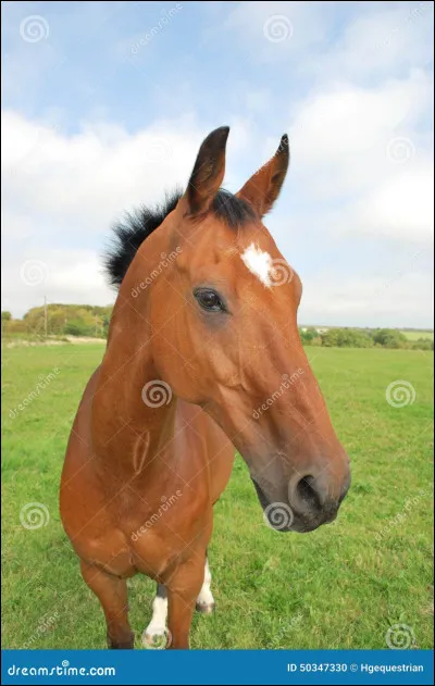 Que veut dire la position des oreilles de ce cheval ?