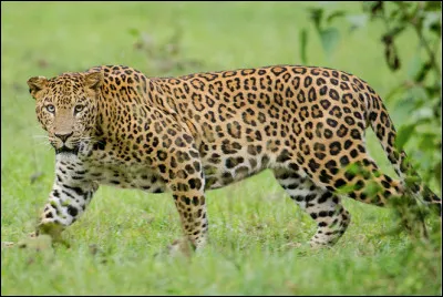 Quel est ce félin au pelage fauve tacheté de rosettes, animal cruel et sanguinaire ?