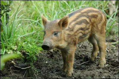 Quel est le nom donné au petit du sanglier ?