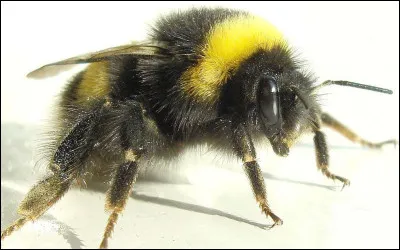 Quel est cet insecte pollinisateur, trapu avec une abondante pilosité ?
