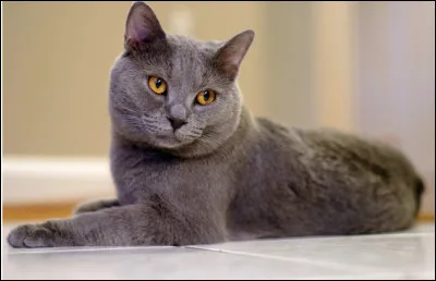 Quel est cette race de chat caractérisé par un pelage court et bleu avec des yeux de couleur or à cuivre ?