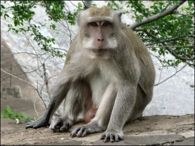 Quel est ce primate arboricole léger et souple ?