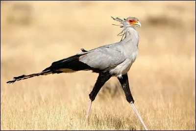 Quel est cet oiseau, un rapace diurne qui se nourrit de serpents ?