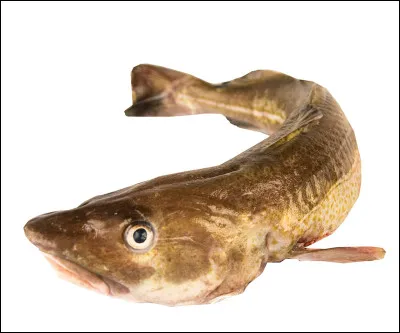 Quel est ce poisson marin en voie de disparition car trop pêché ?