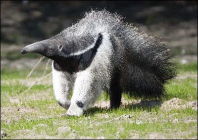 Quel est ce mammifère allongé au museau tubulaire qui se nourrit de fourmis ?