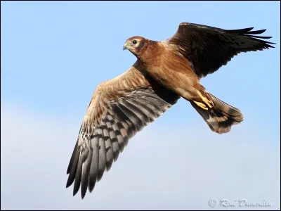Quel est cet oiseau rapace avec de grandes ailes au vol lent ?