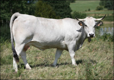 Quelle est cette race bovine française à viande, originaire de Charolles en Bourgogne ?