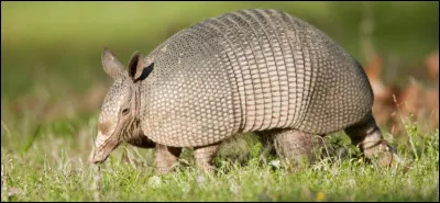 Quel est ce mammifère dont la carapace est formée de plaques osseuses recouvertes de corne ?