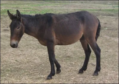 Quel est cet équidé, un hybride issu du croisement d'un étalon est d'une ânesse ?