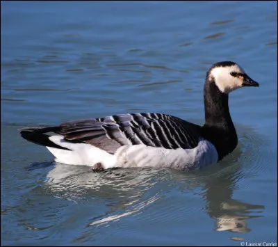 Quel est cet oiseau palmipède apparenté aux oies ?