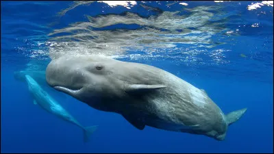 Quel est ce cétacé à dents, le plus grand carnassier au monde pouvant mesurer plus de 20 mètres ?
