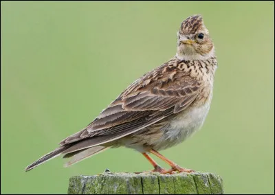 Quel est cet oiseau de la famille des passereaux qui compte 76 espèces ?
