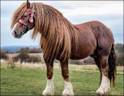 Quel est ce cheval de trait élevé pour sa capacité à tracter de lourdes charges ?