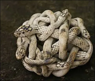 A qui doit-on le roman "Le Nud de vipères", publié en 1932 ?