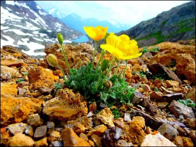 Qu'est-ce qu'un nud en botanique ?