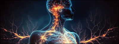 Dans quelle partie du corps trouve-t-on le nud sinusal ?