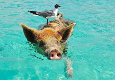 Bahamas - Dans quelle île bahaméenne se trouvent les célèbres cochons nageurs des Bahamas ?