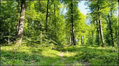Quel massif forestier est le plus grand de mon département, avec 
13 000 ha ?