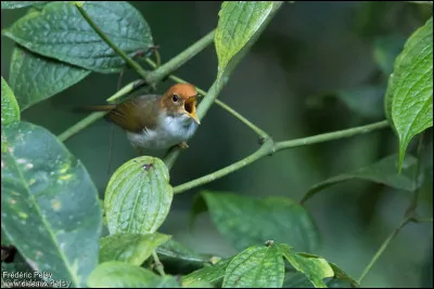 Qui est de Lunéville pour Harry Lachman, en 1932 ?