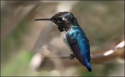 Un colibri d'Elena pèse aussi lourd quune pièce d'un euro. Vrai ou faux ?