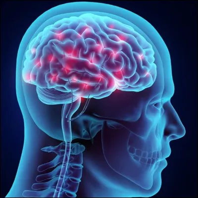 Le cerveau est un muscle. Vrai ou Faux ?