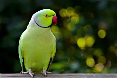 Mon premier est une exclamation de surprise, mon second pousse dans l'eau, mon troisième devient cuir, mon tout est un vieux vêtement !