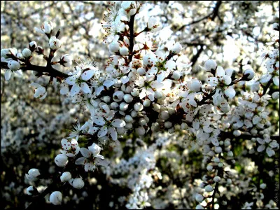 Quel est le nom de la fille d'Hadès et Perséphone ?