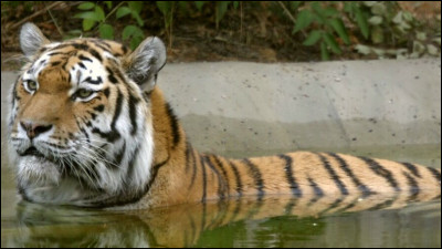 La panthère noire a-t-elle des taches ?