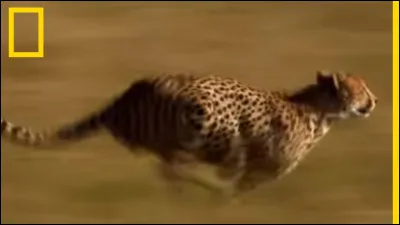 Le gu&eacute;pard peut-il courir longtemps ?