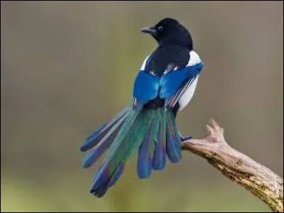 Comment se nomme cet oiseau noir et blanc ?
