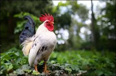 Quel est le mâle de la poule ?