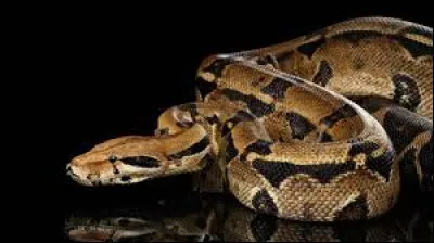 Quel serpent est dit "constricteur" ?