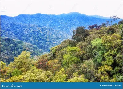 Qu'est-ce qu'un squamata ?