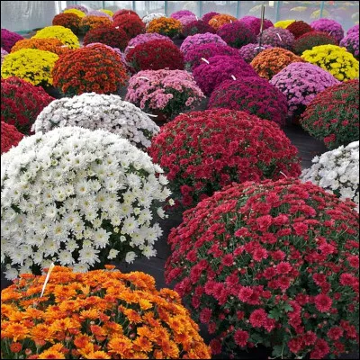 Le mot chrysanthème a pour définition...