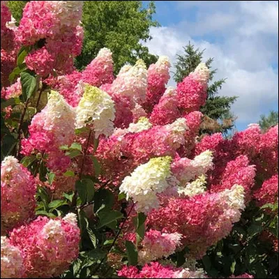 L'hortensia est surnommé "La rose du Japon".