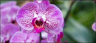 Quelle est cette fleur ?