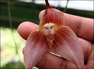 Combien de variétés ... (nom de la fleur juste au-dessus) existe-il ?