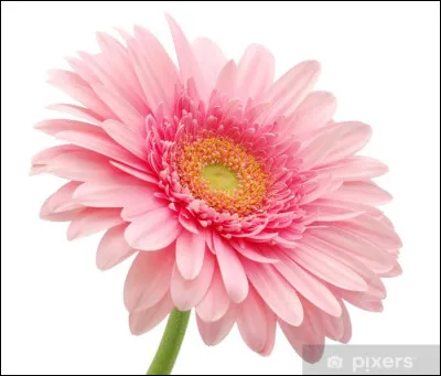 De quelle couleur NE peut-être le gerbera ?