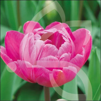 Cette fleur est une rose.