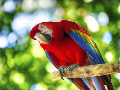 Quel est le nom de ce magnifique perroquet ?