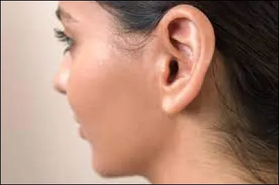 Comment dit-on l'oreille en anglais ?