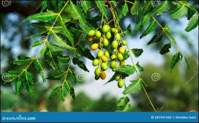 L'huile de neem peut être utilisée pour... 
Une seule réponse est attendue.