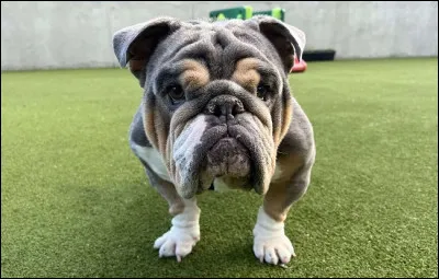 Quel est le pays d'origine du ''bulldog'' ?