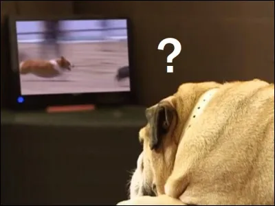 Est-ce vrai que ''Dog TV '' est une chaîne de télévision américaine qui diffuse 24 heures sur 24 des images de chiens ?
