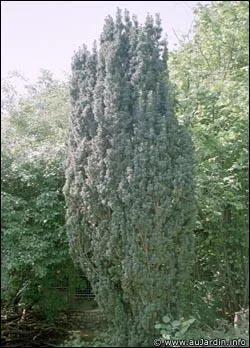 Tout est toxique dans cette plante, quel est son nom ?