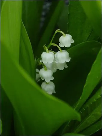Le Muguet :