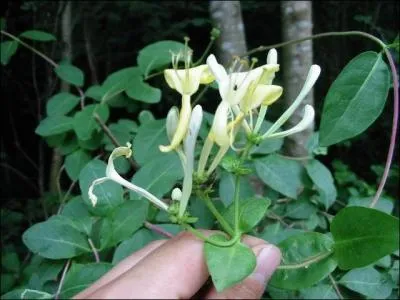 Le Chevrefeuille est toxique, mais quelle partie de la plante ?
