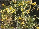 Le Genêt à balai