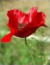 Quiz Plantes